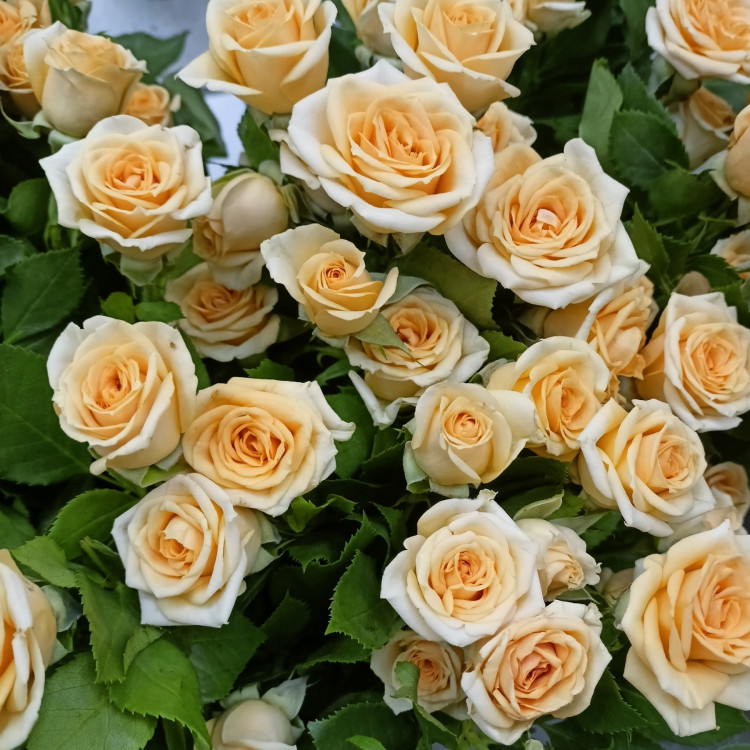 Роза кустовая желтая (нет в наличии)