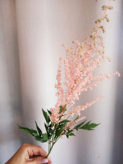 Астильба (нет в наличии)