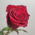 Роза 70 см Эквадор красная (нет в наличии)