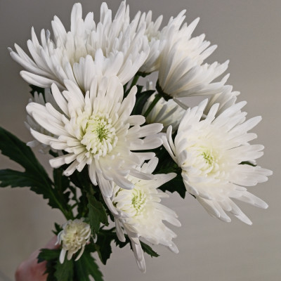 Хризантема кустовая Топспин (нет в наличии) 