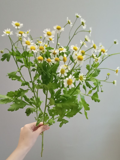 Танацетум (нет в наличии)