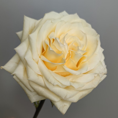 Пионовидная роза CANDLELIGHT 