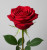 Роза 70 см 
