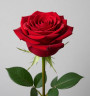 Роза 80 см