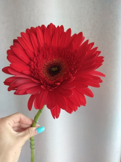 Гербера (нет в наличии)