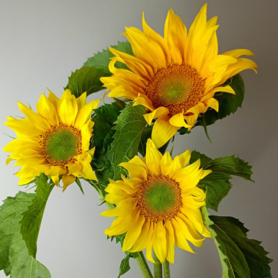 Подсолнух (нет в наличии)