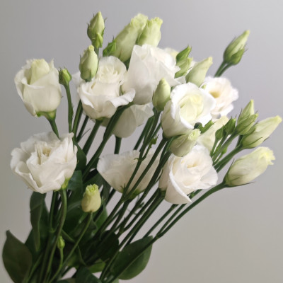 Эустома (Лизиантус)