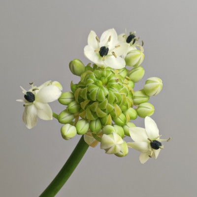 Орнитогалум 