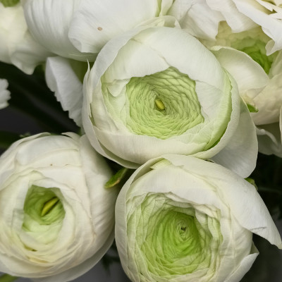 Ранункулюс (нет в наличии)