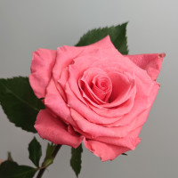 Роза Эквадор 50 см