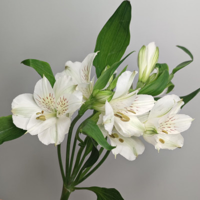 Альстромерия 