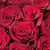 Роза 80 см Красная Элитный Сорт (нет в наличии) 