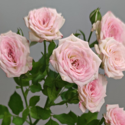 Роза кустовая 