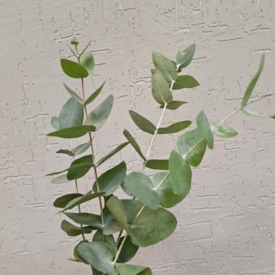 Эвкалипт (ветка) 