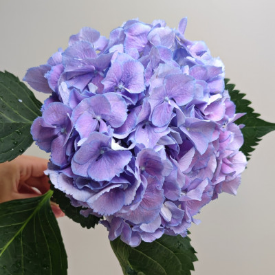 Гортензия (нет в наличии)