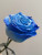 Роза синяя (нет в наличии) 