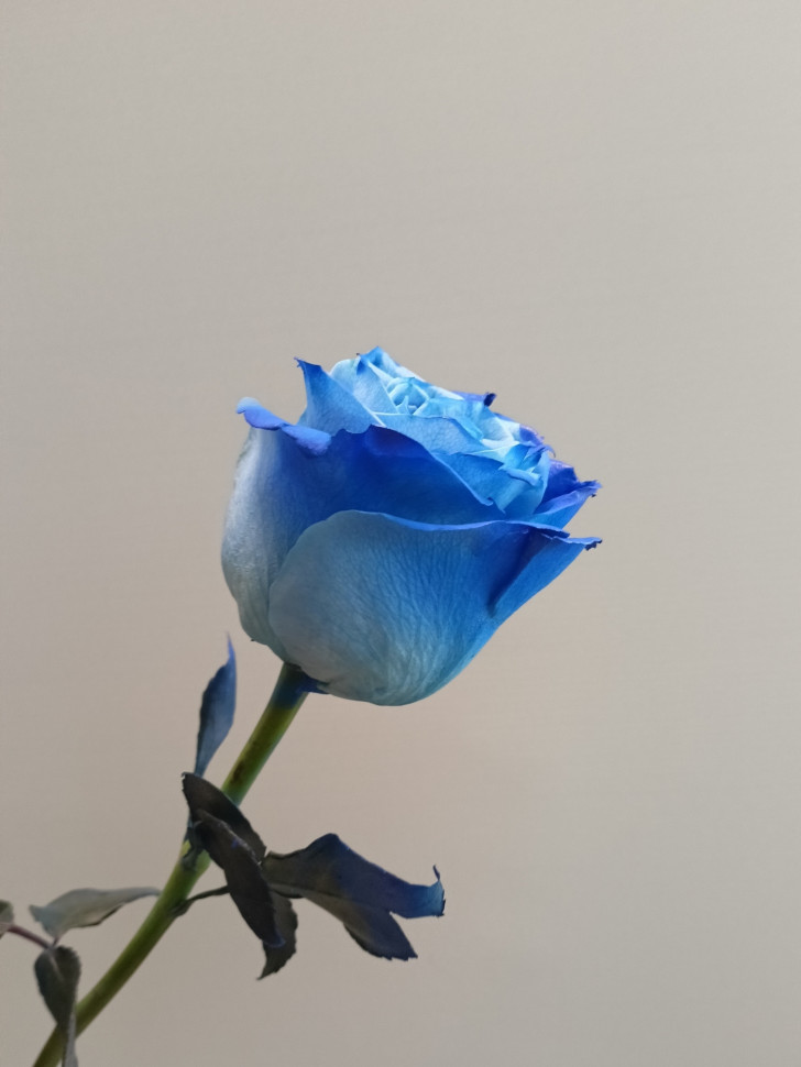 Роза синяя (нет в наличии) 