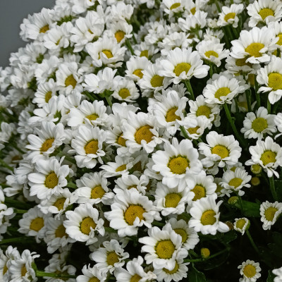 Хризантема Сантини 