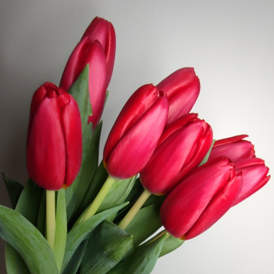 Тюльпан (нет в наличии) 